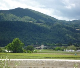 道をへだてて兄弟分のロバート・モンダヴィ・ワイナリー