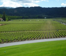 オーパス・ワンのぶどうは、ぎっしりつめて植えられる