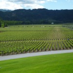 オーパス・ワンのぶどうは、ぎっしりつめて植えられる