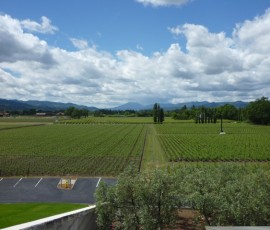 ナパバレーの北を望む