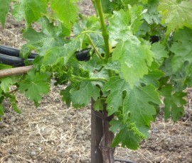 小さなぶどうが実を結ぶ