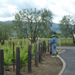 ぶどうは子供のように大事に育てます