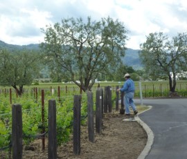 ぶどうは子供のように大事に育てます