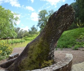 「傾いた樫の木」は200年を超える老木