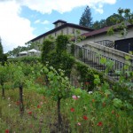 前景にはぶどうの木