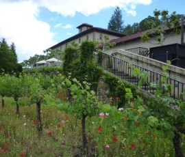 前景にはぶどうの木