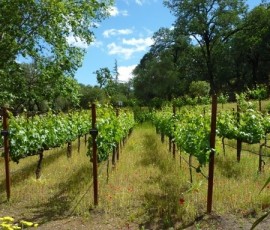 まわりにはお花もいっぱい