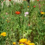カラフルなポピーと州の花カリフォルニア・ポピー