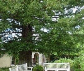 大木の下で哲学したい気分