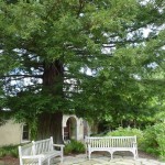 大木の下で哲学したい気分