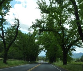 ベリンジャーから緑のトンネルを抜け、29号線を北上