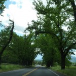 ベリンジャーから緑のトンネルを抜け、29号線を北上