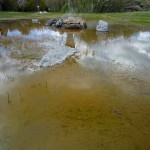 ふだんは静かな池ですが