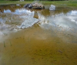 ふだんは静かな池ですが