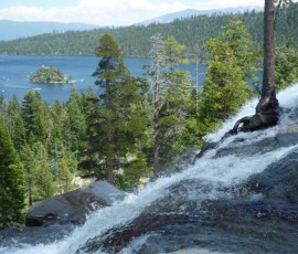 激流にしがみつく木が一本