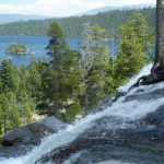 激流にしがみつく木が一本