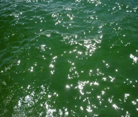 エメラルドベイに近づくと、水が緑色