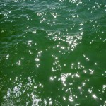 エメラルドベイに近づくと、水が緑色