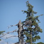 朽ちた木には巨大な鳥の巣