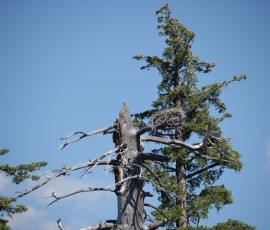 朽ちた木には巨大な鳥の巣