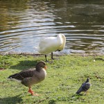 池は鳥たちの憩いの場