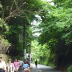 先へ進むと、緑のトンネル