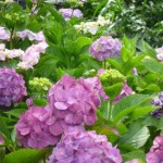 まさに、紫陽花の階段です