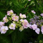 はじける寸前のガクアジサイ