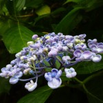 こちらは、ガクアジサイの赤ちゃん