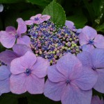 開花すると、威風堂々こんな感じです