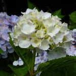 開花途中の西洋アジサイ