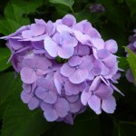 紫陽花の名にふさわしい、鮮やかな紫