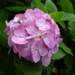 ピンク色の手まりみたい