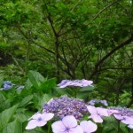 紫陽花と木々のハーモニー