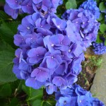 こちらは、神奈川県の中央部、大和市の紫陽花