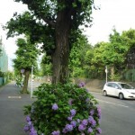 街路樹の根元にも