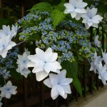 夜空の星のような、珍しい紫陽花