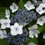 なんだか花火のようでもありますね