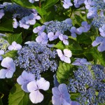 初夏の夕日にも負けない華やかさ