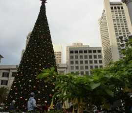 大きなクリスマスツリーでも知られています